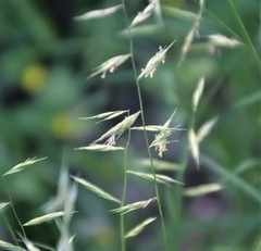 Bouteloua repens