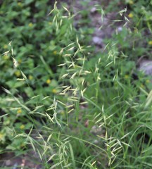 Bouteloua repens