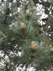 Pinus sylvestris