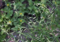 Bouteloua repens