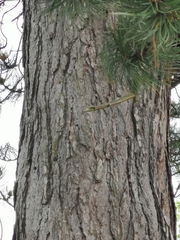 Pinus sylvestris