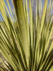 Dasylirion leiophyllum
