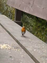 Erithacus rubecula