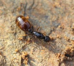 Solenopsis punctaticeps