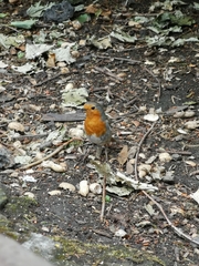Erithacus rubecula