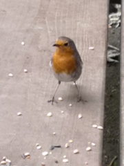 Erithacus rubecula