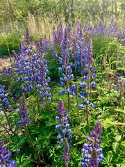 Lupinus perennis
