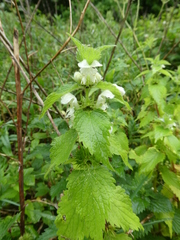 Lamium album