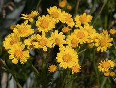Senecio pinnatifolius alpinus