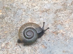 Gastropoda