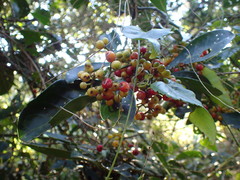 Psychotria capensis capensis