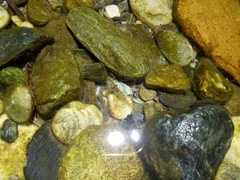 Macrobrachium asperulum