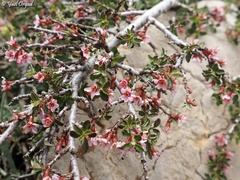 Prunus prostrata