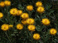 Xerochrysum subundulatum