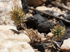 Ceratocephala falcata