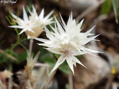 Chardinia orientalis