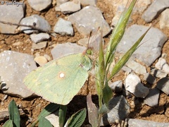 Colias aurorina