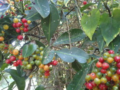 Psychotria capensis capensis