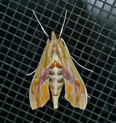 Agathodes monstralis