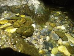 Dolomedes mizhoanus
