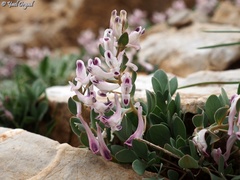 Corydalis erdelii