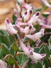 Corydalis erdelii