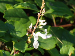 Plectranthus verticillatus