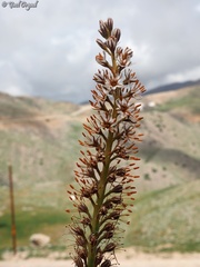 Eremurus spectabilis