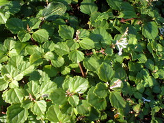 Plectranthus verticillatus