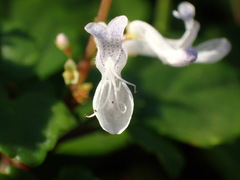 Plectranthus verticillatus