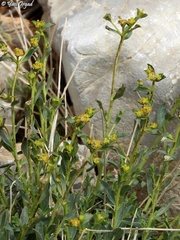 Euphorbia erinacea