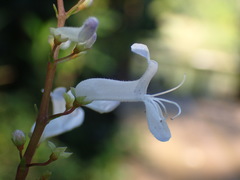 Plectranthus verticillatus