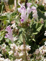 Lamium garganicum