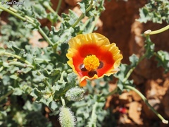 Glaucium leiocarpum