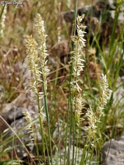 Melica persica