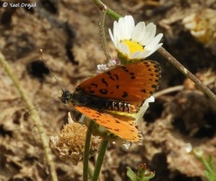 Melitaea acentria