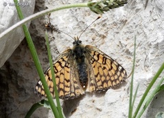 Melitaea cinxia