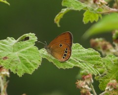 Coenonympha oedippus