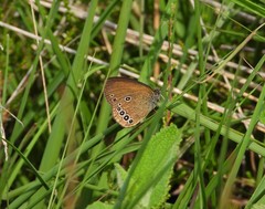 Coenonympha oedippus