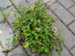 Trifolium repens repens