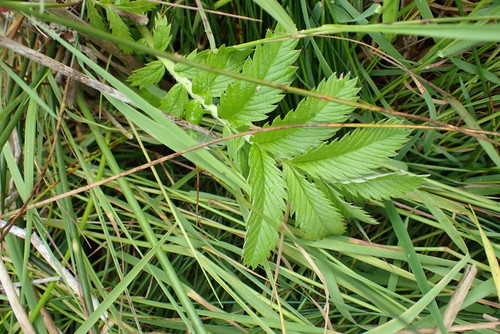 Pacific silverweed (Argentina pacifica)