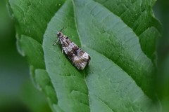 Syricoris lacunana