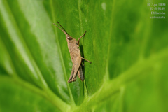 Phlaeoba antennata