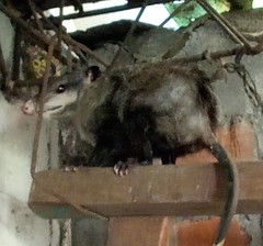 Didelphis virginiana