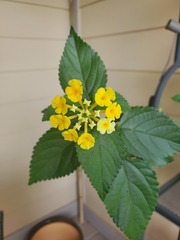 Lantana × hybrida