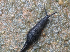 Ostracolethinae