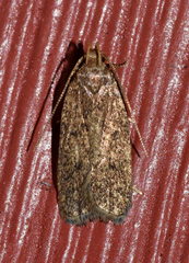 Glyphidocera juniperella
