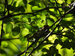 Abroscopus albogularis