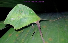 Typophyllum mortuifolium