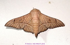 Bedosia trailii